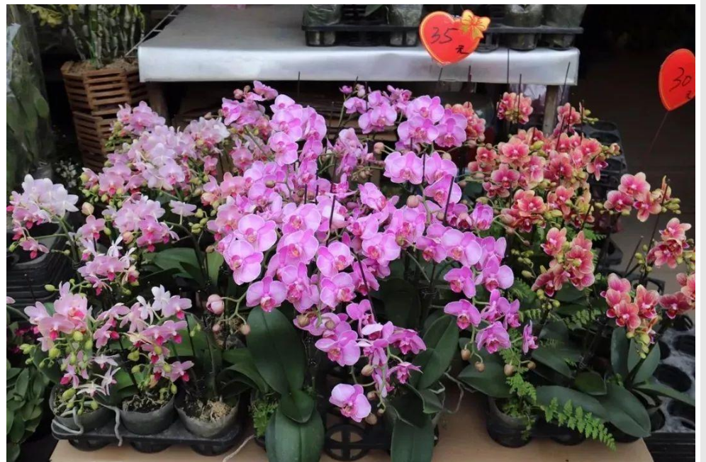 中港植物出口